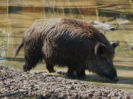 Als waffe vor feinden setzt die rehmutter die scharfen ränder der schalen an den vorderläufen ein um ihr junges zu verteidigen. Wildschwein Wikipedia