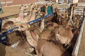 We do know patients take a considerable period, potentially months, to recover. but it is hard to generalise. Camel Transports Animals Angels