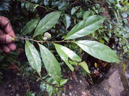 Image result for Dichapetalum deflexum