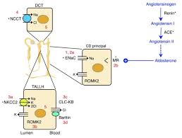 Image result for Aldosterone