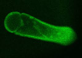 Image result for Lankesteria