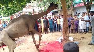 30 camel qurbani in saudi arabia 2018. Dangerous Camel Qurbani 2019 Latest Youtube