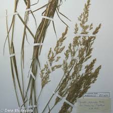 Image result for Agrostis epigejos