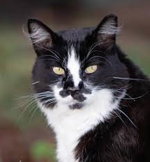 ‪How to protect cats in your community | Best Friends Animal Society‬‏