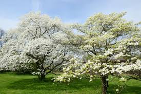 The flowering dogwood tree has excellent spring, summer and fall flowering. Everything You Need To Know About White Dogwood Trees This Old House