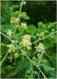 Image result for Pithecellobium dulce