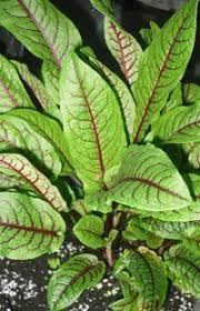 Pflanze Blutampfer Hain Ampfer Rumex Sanguineus Pflanzen Zierpflanzen Pflanzenblatter