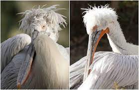 Check spelling or type a new query. 15 Birds With Snazzier Hairdos Than You