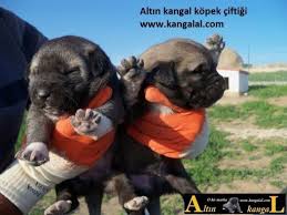 Kara Kangal Enikleri Kopek Kangal Kopegi Yavru Kopek