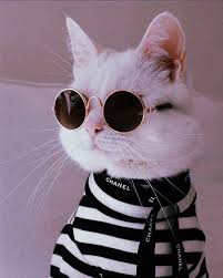 Картинка модный кот на аву - скачать бесплатно с КартинкиВед