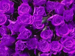 Flowers images to use as wallpapers on a computer or a mobile device: Purple Flowers Hd Wallpapers Top Free Purple Flowers Hd Backgrounds Wallpaperaccess