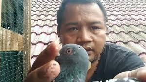 Manfaat minyak ikan untuk kesehatan jantung antara lain: Manfaat Minyak Ikan Untuk Burung Merpati Pos Youtube
