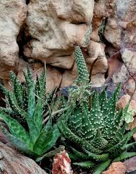 Image result for Ledebouria Unidentified sp. no5.