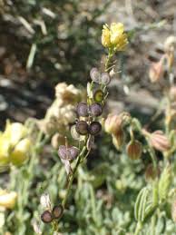 Image result for Oreophyton falcatum