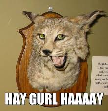 Funny Taxidermy Funny Taxidermy Bad Taxidermy Funny Pictures