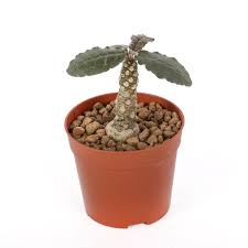 Image result for Dorstenia
