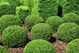 Resultado de imagen de BUSHES