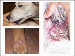 Image result for hotspot dogs