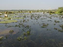 Image result for Najadaceae