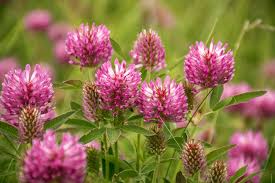 Image result for Trifolium