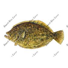 Flounder Flatfish Printed Vinyl Decal