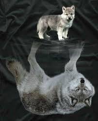 Epingle Par Veysel Sitki Sur Eyez Of A Wolf Animaux Adorables Animation Animaux Photos Animaux Sauvages