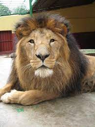 Ethiopian Lion Lion Species African Lion Lion