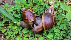 Environnement Ideal Pour Les Escargots Elevage Escargot Escargot