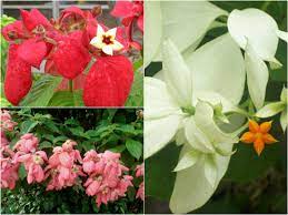 Mussaenda Flower Mussaenda Erythrophylla Flowers Flower Beds Plants