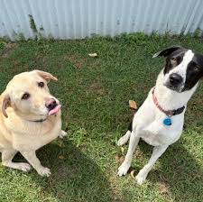 Wesley, Luna, Chuckie, Creed, Burt, Henry, Hector & Octavia, Lucy & Charlie  and Ruby & Douggie 🐶🐾🍃😆