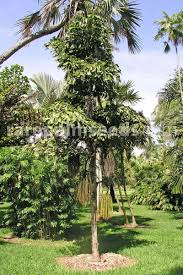 Image result for Caryota