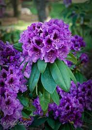 Azalea Rhododendron Passione Fragile Ed Effimera Flower Landscape Beautiful Flowers Flower Seeds
