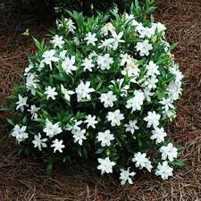 Kami Menjual Bibit Tanaman Melati Kaca Piring Mini Bunga Putih Wangi Yang Memiliki Nama Ilmiah Gardenia Jasminoides Radicans Da Menanam Tanaman Semak Gardenias