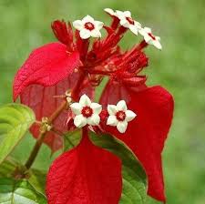 Image result for Mussaenda