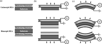 These federal agents perform investigative and tactical operations anywhere in the world the. Actuation Principle Of A Unimorph And A Bimorph Dea A Inactive De Download Scientific Diagram