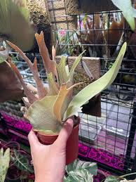 Image result for Dipcadi platyphyllum