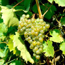 Vigne de table : planter et tailler – PagesJaunes