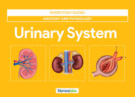 urinary system anatomy and physiology study guide for nurses