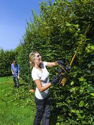 Jede heckenart richtig schneiden (buche, liguster, thuja & co.) damit deine buchenhecke auch im kommenden jahr einen zuverlässigen blickschutz bietet. Hecke Schneiden Wann Es Erlaubt Ist Vieles Mehr Schoner Wohnen