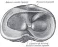Airport coordination limited (acl) is the world's leading airport slot coordinator, working with 46 airports across the globe to ensure efficient use of capacity and better operational performance for the. Anterior Cruciate Ligament Wikipedia