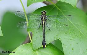 Image result for Gnidia chapmanii