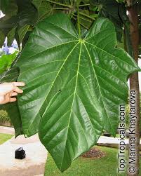 Image result for Cola clavata