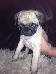 Find cute puppies for free here! Free Pug Puppies For Adoption