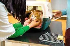 This is usually given by intravenous injection using a vein in the front leg. What Happens When A Cat Is Put To Sleep Your Cat
