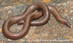 Image result for Pycreus nitidus