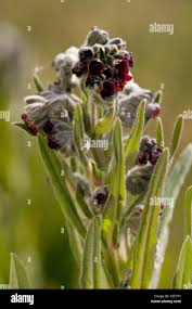 Image result for Cynoglossum coeruleum