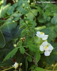 Image result for Cardiospermum