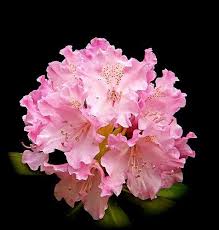 Pin By Christine Miller On Blooms A Quiet Mood Beautiful Flowers Trees To Plant Flower Beauty