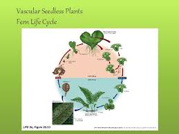 In seedless vascular plants, the diploid sporophyte is the dominant phase of the life cycle. Nonvascular Plants And Seedless Vascular Plants Bsc 2011