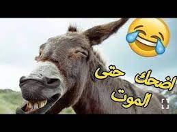 حاول ألا تموت من الضحك أفضل فيديو مضحك جدا الضحك حتي الموت youtube in 2021 animals youtube cow